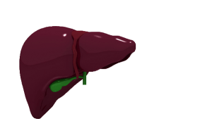 liver-seethru