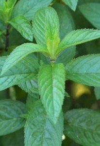 natural-pain-remedy-peppermint