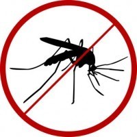 chikungunya-virus-mosquito