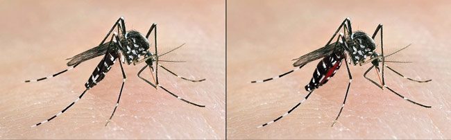 tiger-mosquito-chikungunya-virus-epidemic