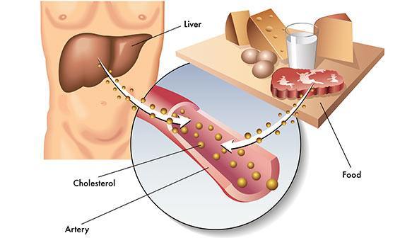 Sources-of-Cholesterol