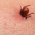 Lyme-Disease-and-Ticks-What-You-Need-To-Know